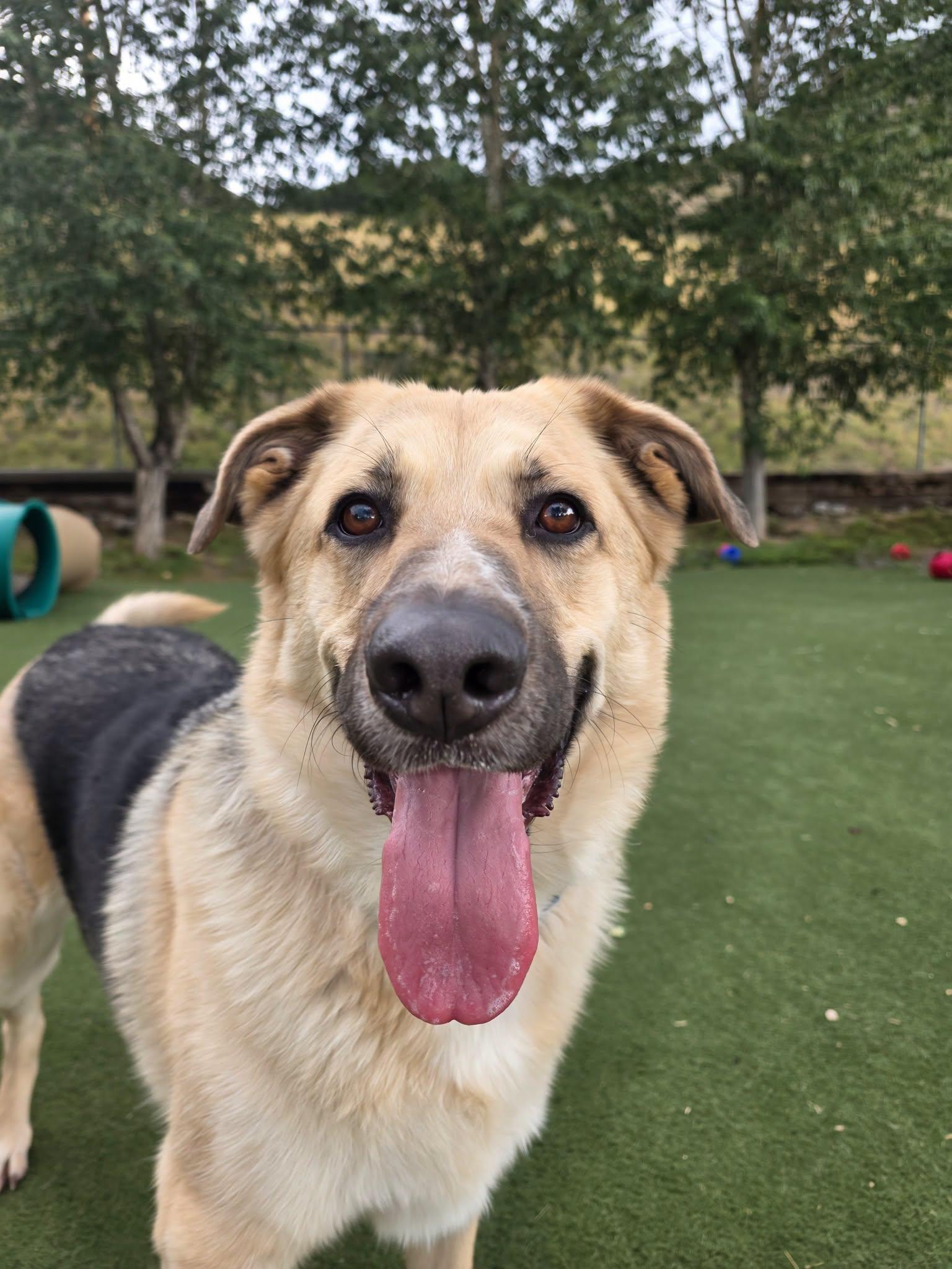 Rocky, ADOPTABLE, Adult Male German Shepherd Dog & Husky.