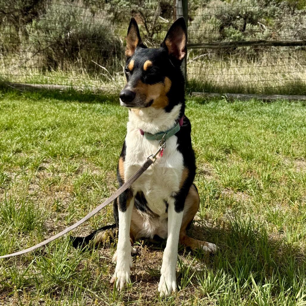 Luz, Adoptable, Adult Female Cattle Dog & Mixed Breed.