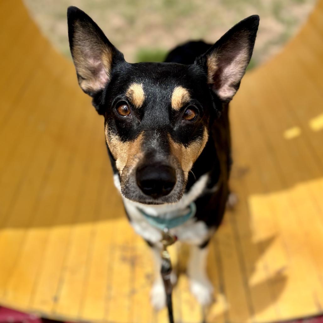 Luz, a Adoptable mixed breed in Glenwood Springs, CO image 2/6