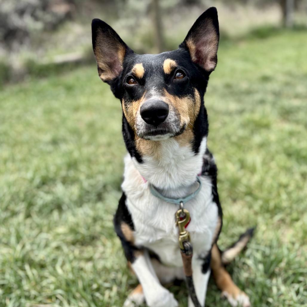 Luz, a Adoptable mixed breed in Glenwood Springs, CO image 3/6