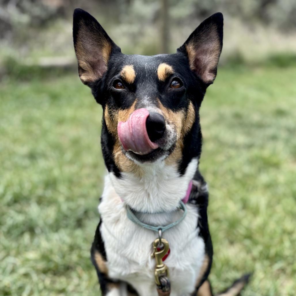 Luz, a Adoptable mixed breed in Glenwood Springs, CO image 4/6