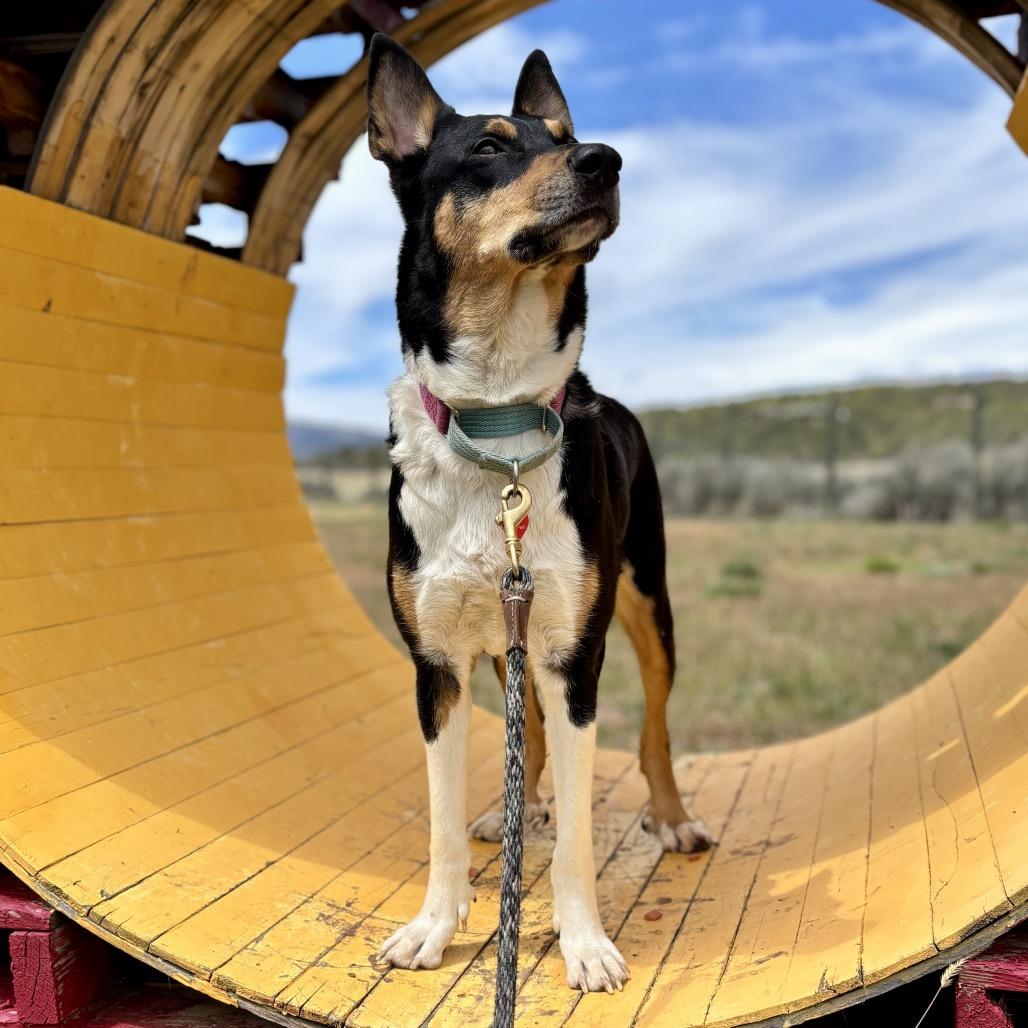 Luz, a Adoptable mixed breed in Glenwood Springs, CO image 5/6