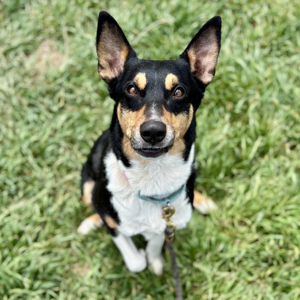 Luz, a Adoptable mixed breed in Glenwood Springs, CO image 6/6