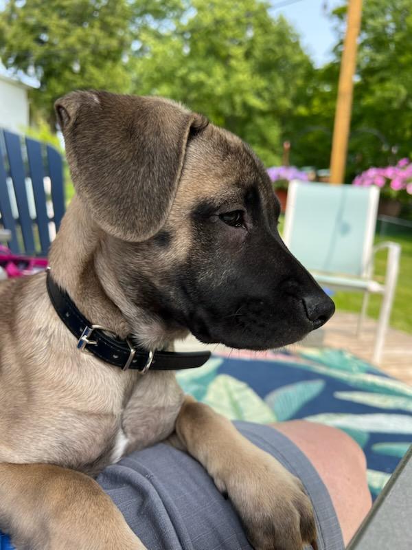 Enlarge Chloe-People Loving Pup, a Adopted Shepherd in Rootstown, OH image 1/3