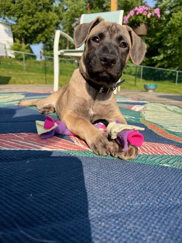 Enlarge Chloe-People Loving Pup, a Adopted Shepherd in Rootstown, OH image 2/3