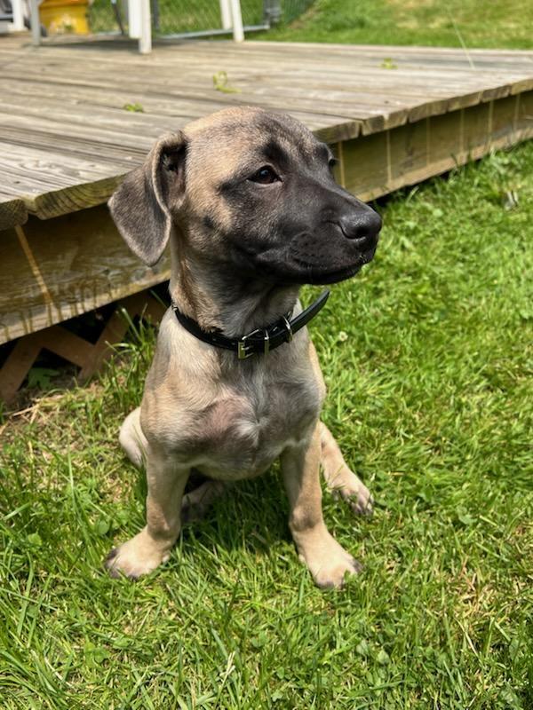 Enlarge Chloe-People Loving Pup, a Adopted Shepherd in Rootstown, OH image 3/3