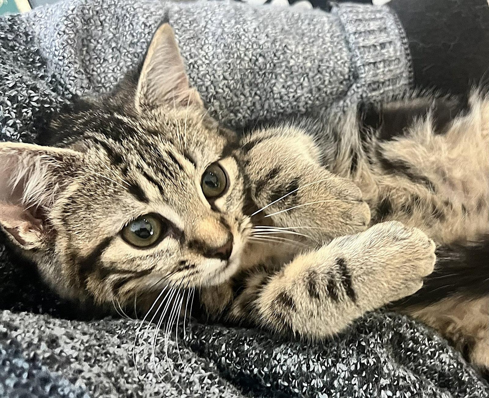 Enlarge Swirl, a Adopted Domestic Short Hair in Oviedo, FL image 1/3