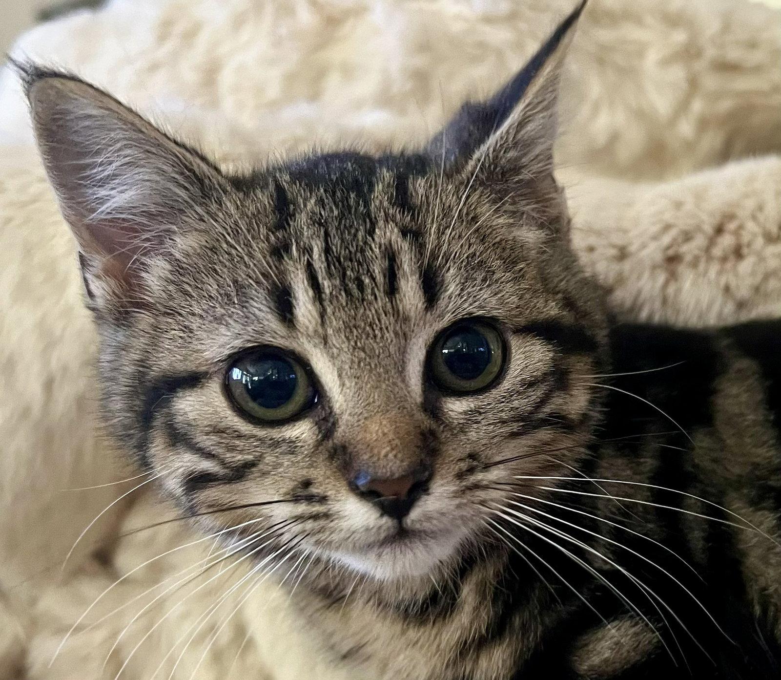 Enlarge Swirl, a Adopted Domestic Short Hair in Oviedo, FL image 2/3