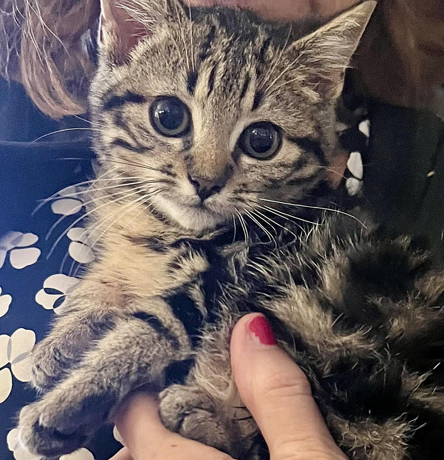 Enlarge Swirl, a Adopted Domestic Short Hair in Oviedo, FL image 3/3