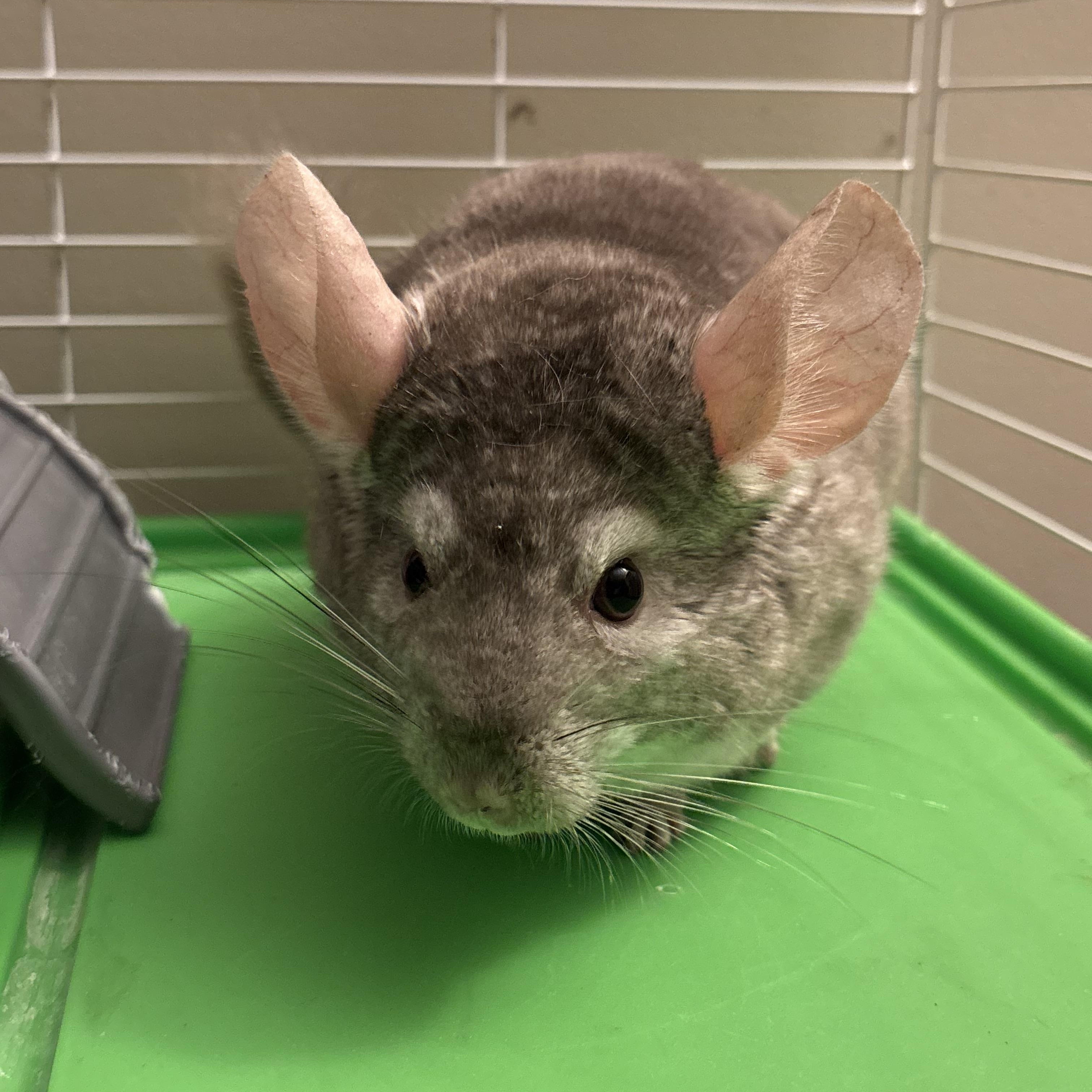 Enlarge Chile, a ADOPTABLE Chinchilla in Andover, CT image 1/6