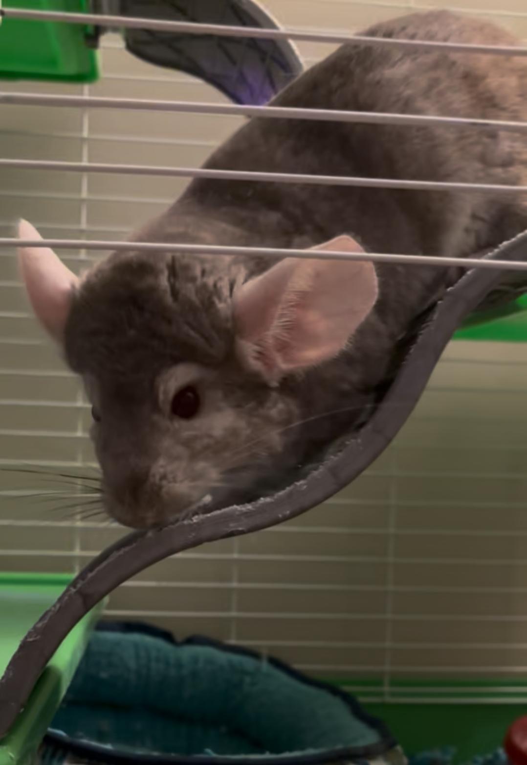 Enlarge Chile, a ADOPTABLE Chinchilla in Andover, CT image 4/6