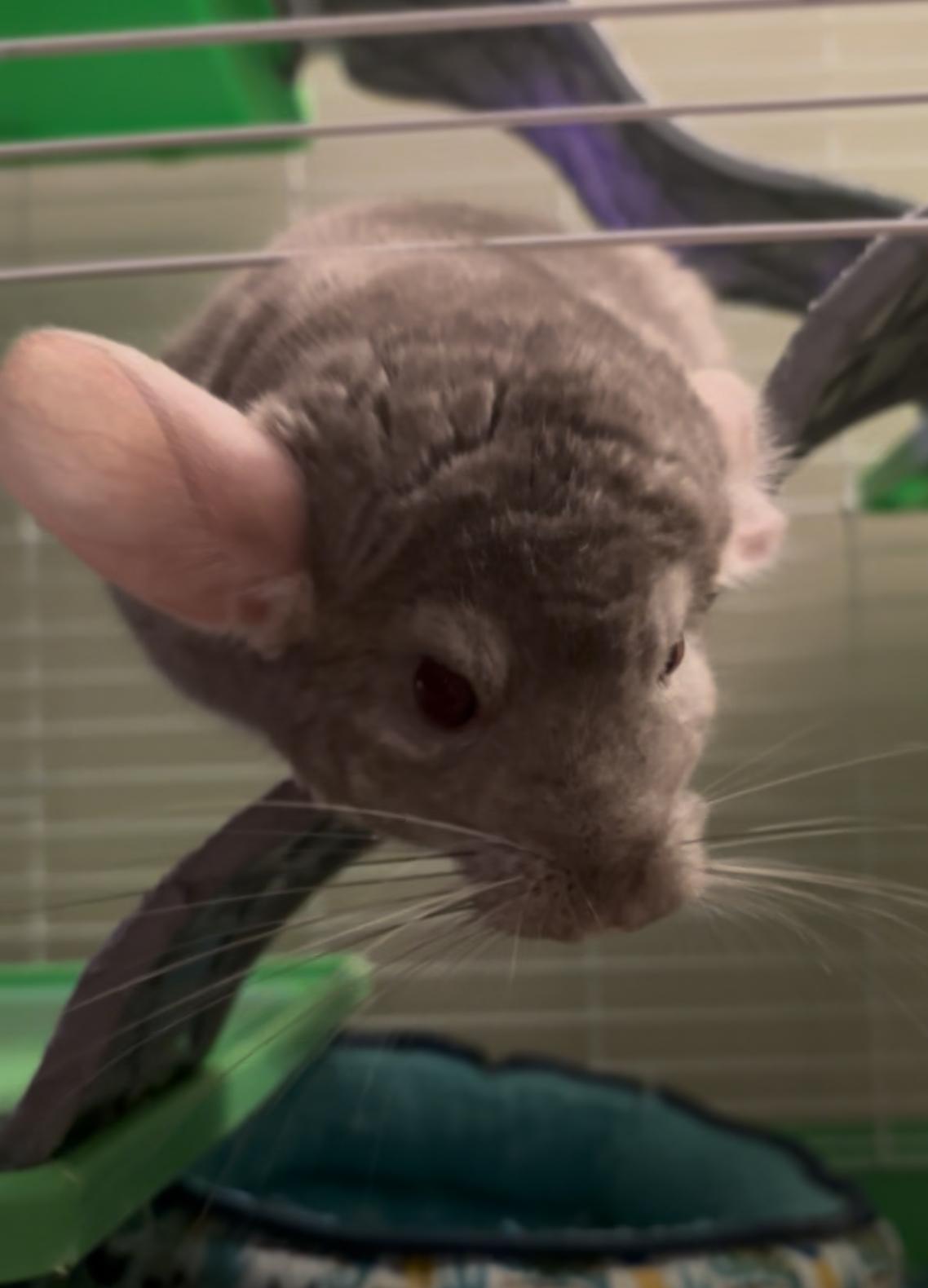 Enlarge Chile, a ADOPTABLE Chinchilla in Andover, CT image 6/6