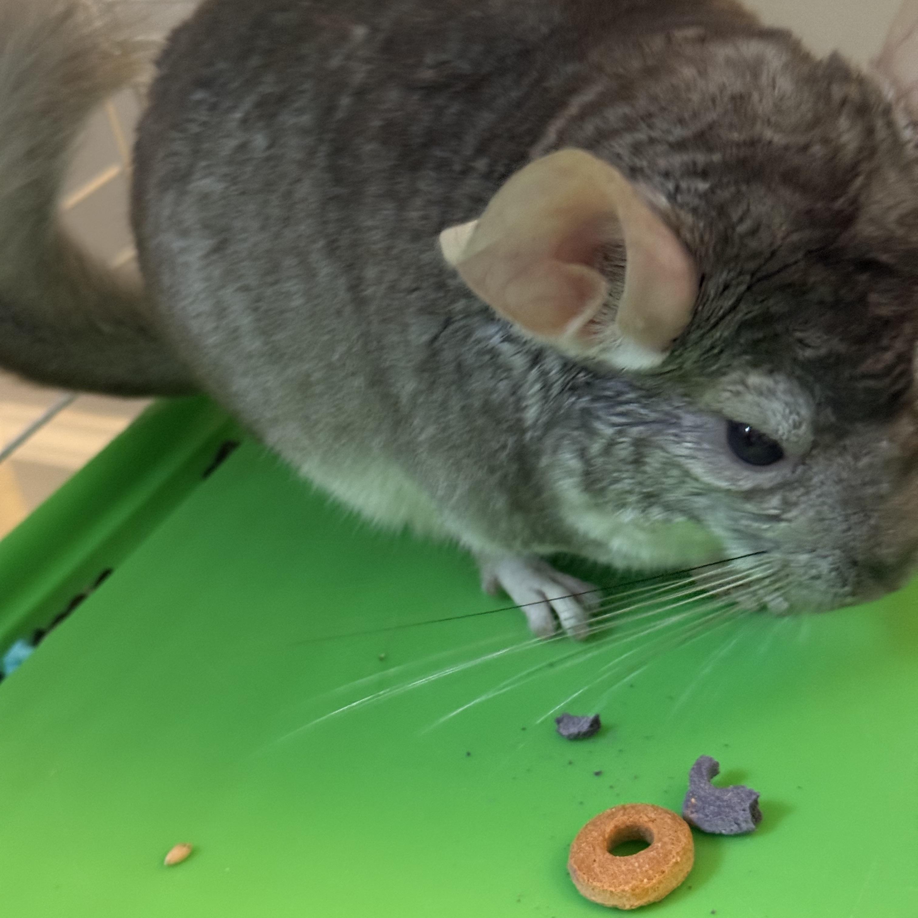 Enlarge Chile, a ADOPTABLE Chinchilla in Andover, CT image 5/6