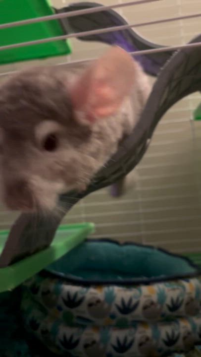 Enlarge Chile, a ADOPTABLE Chinchilla in Andover, CT video 3/6