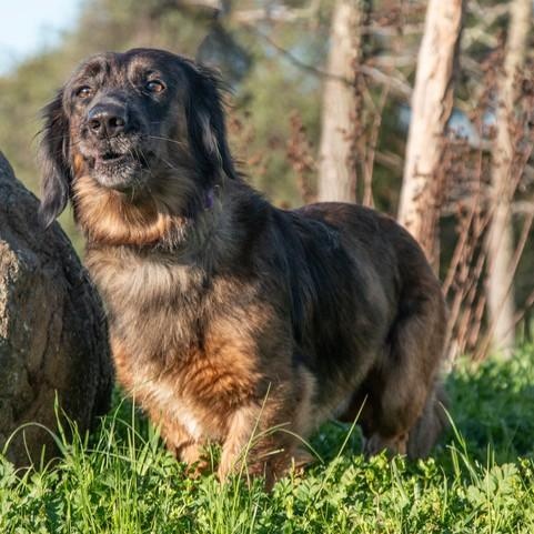 Enlarge Longfellow, a ADOPTABLE mixed breed in San Andreas, CA image 3/3