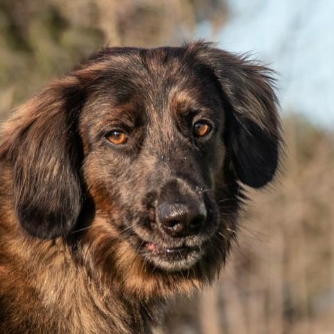 Enlarge Longfellow, a ADOPTABLE mixed breed in San Andreas, CA image 1/3