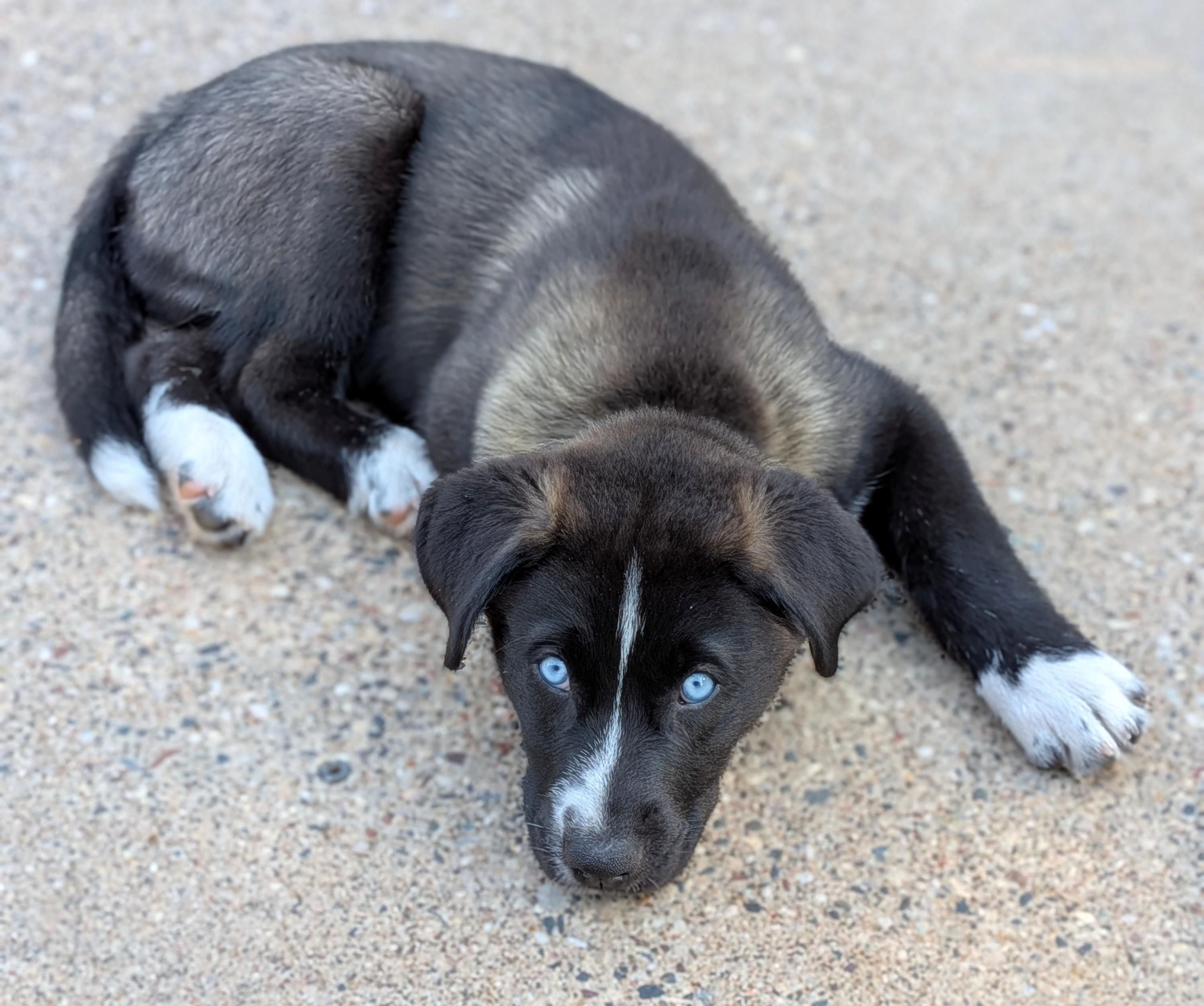 Enlarge Blizzard, an adoptable mixed breed in Minneapolis, MN image 4/6