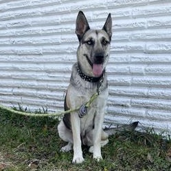 Duchess — thumbnail 4