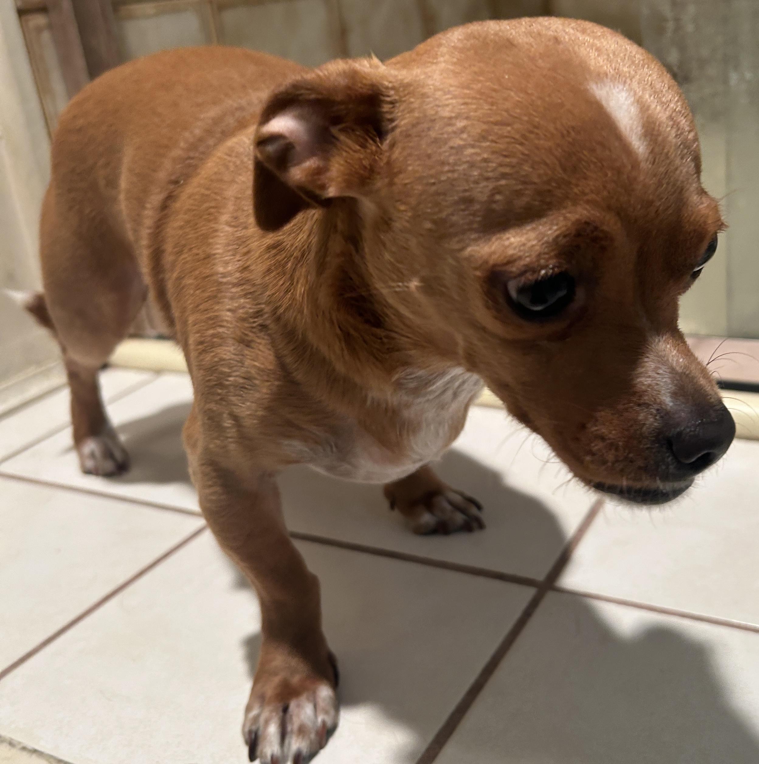 ROSIE , a ADOPTABLE mixed breed in El Cajon, CA image 4/6