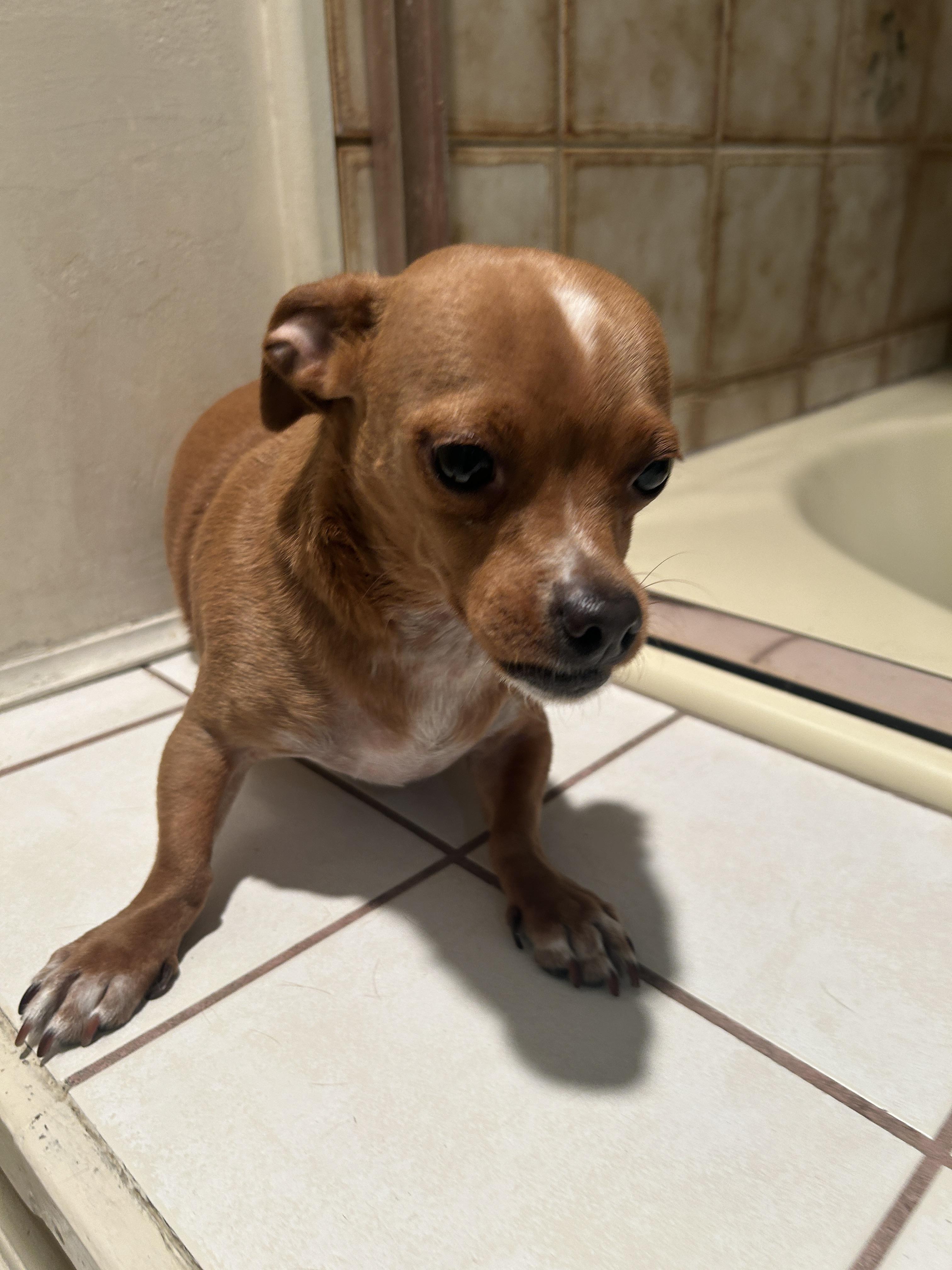 ROSIE , a ADOPTABLE mixed breed in El Cajon, CA image 6/6