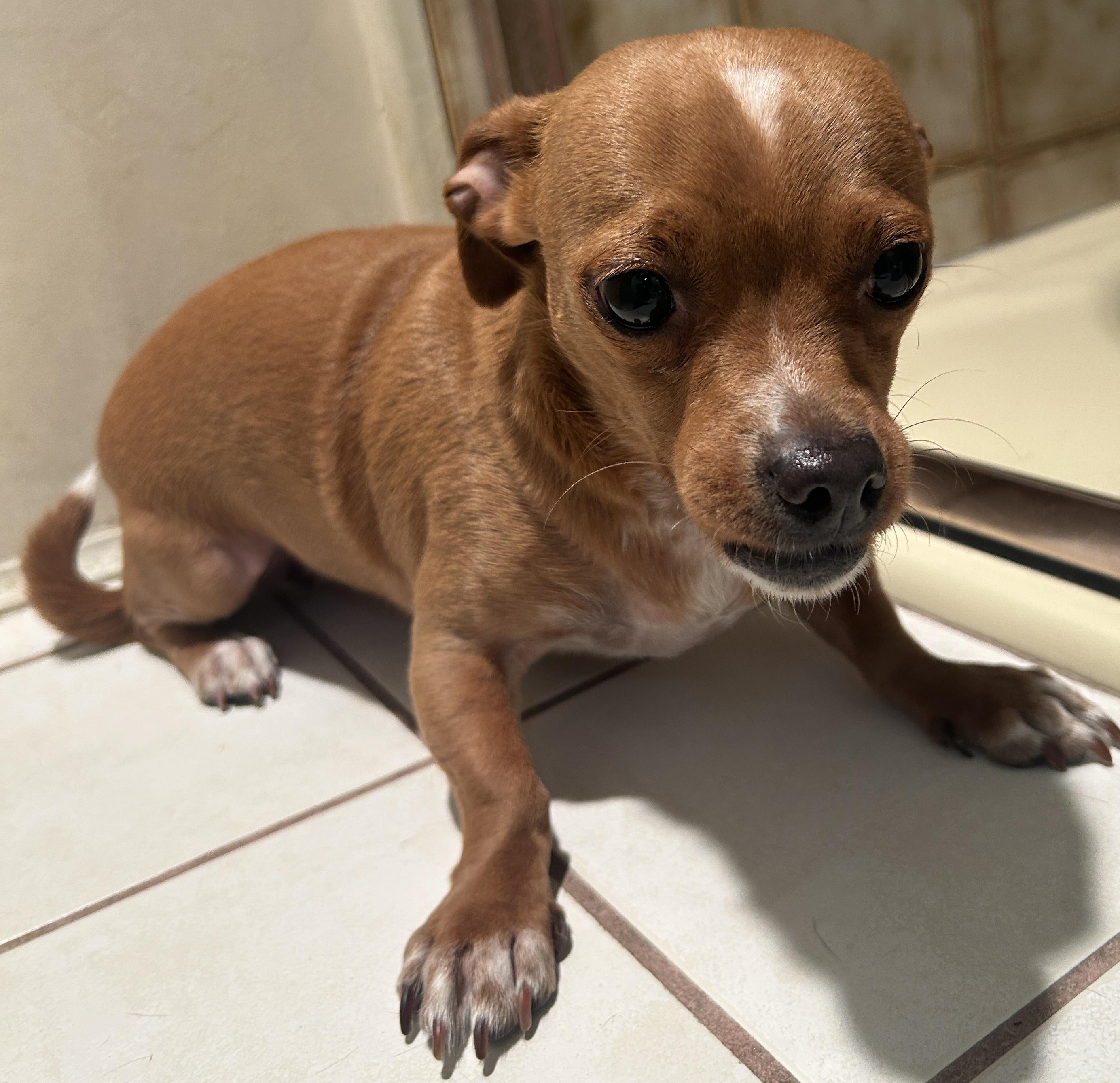 ROSIE , a ADOPTABLE mixed breed in El Cajon, CA image 3/6