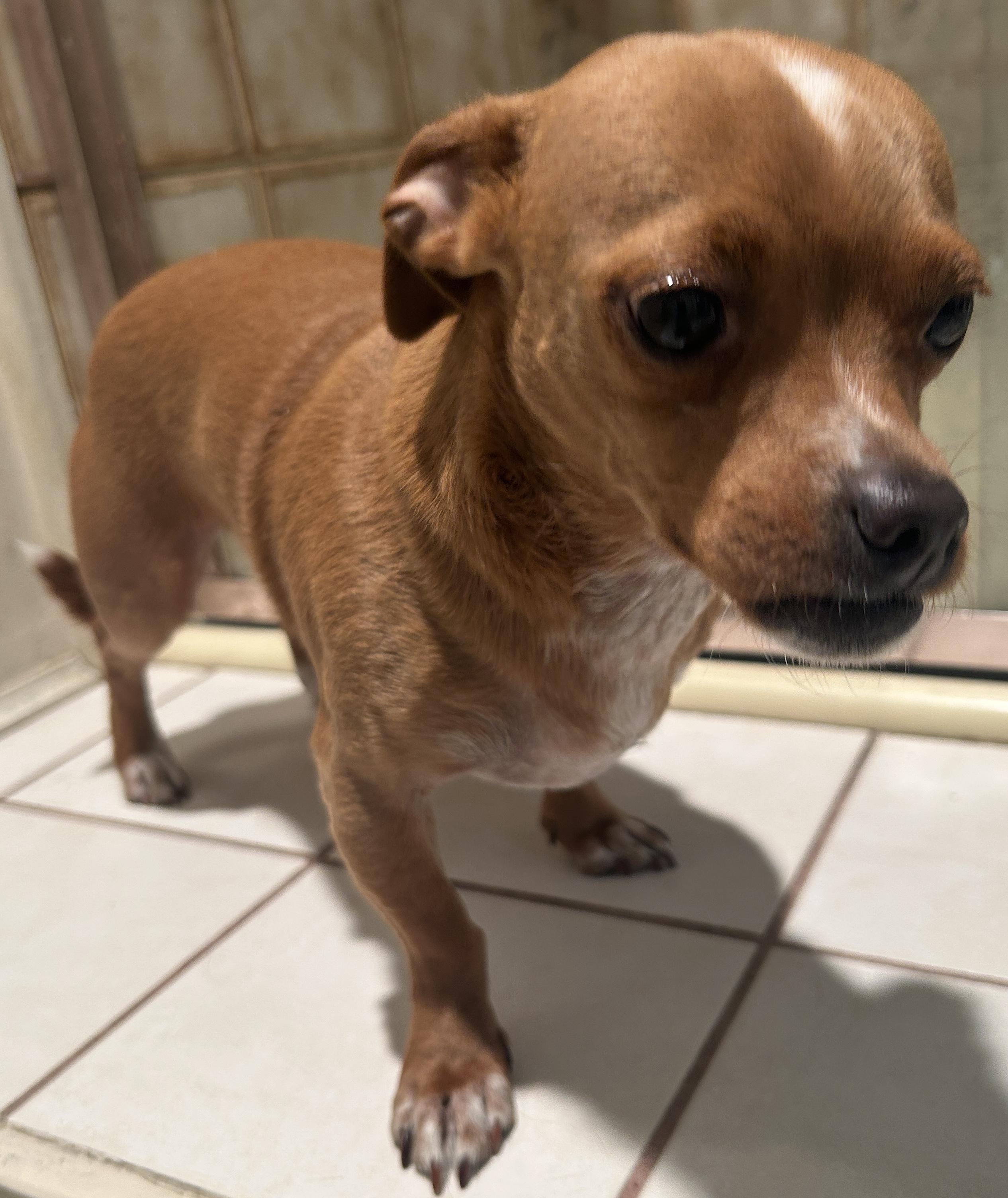 ROSIE , a ADOPTABLE mixed breed in El Cajon, CA image 5/6