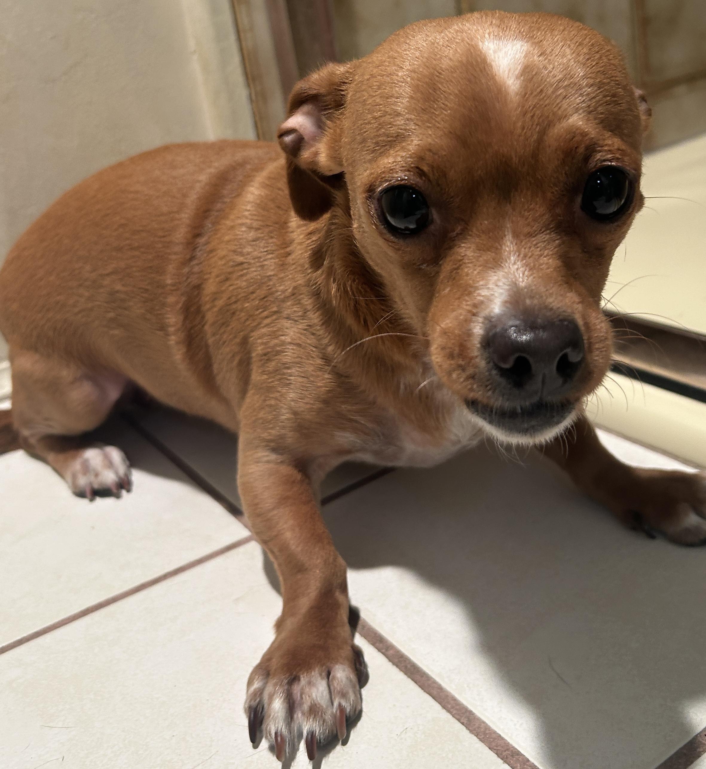 ROSIE , a ADOPTABLE mixed breed in El Cajon, CA image 1/6