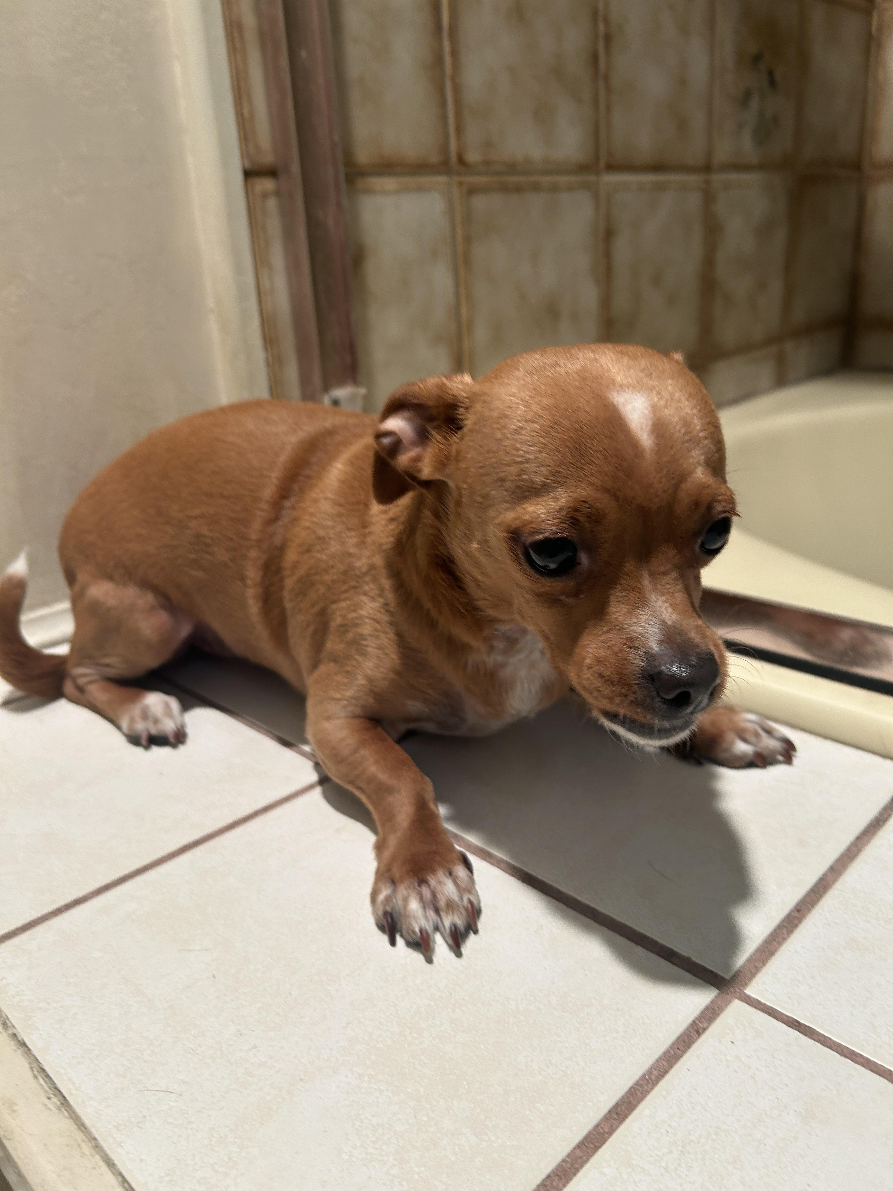 ROSIE , a ADOPTABLE mixed breed in El Cajon, CA image 2/6