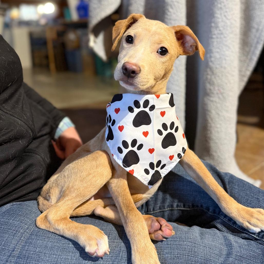 Enlarge Dakota, a Adoptable Mixed Breed in Huntsville, AL image 1/6