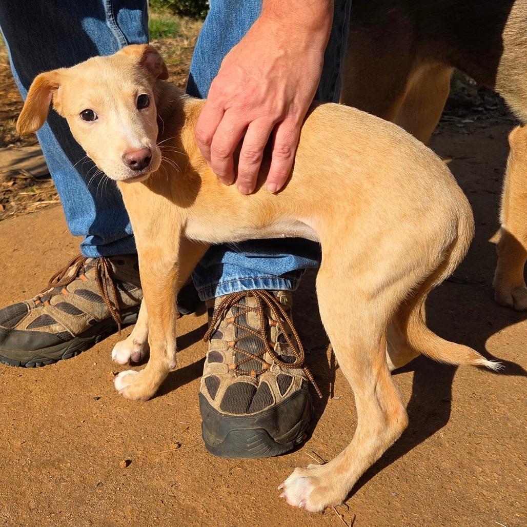 Enlarge Dakota, a Adoptable Mixed Breed in Huntsville, AL image 2/6