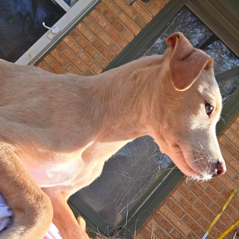 Enlarge Dakota, a Adoptable Mixed Breed in Huntsville, AL image 3/6