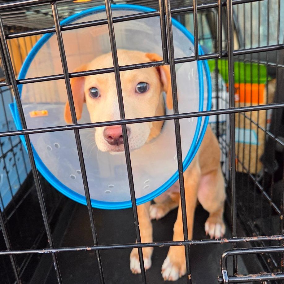 Enlarge Dakota, a Adoptable Mixed Breed in Huntsville, AL image 5/6