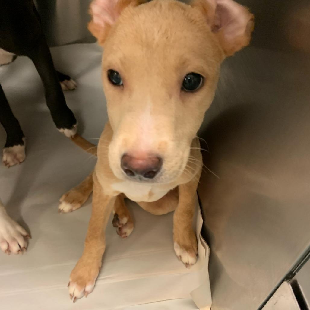 Enlarge Dakota, a Adoptable Mixed Breed in Huntsville, AL image 6/6