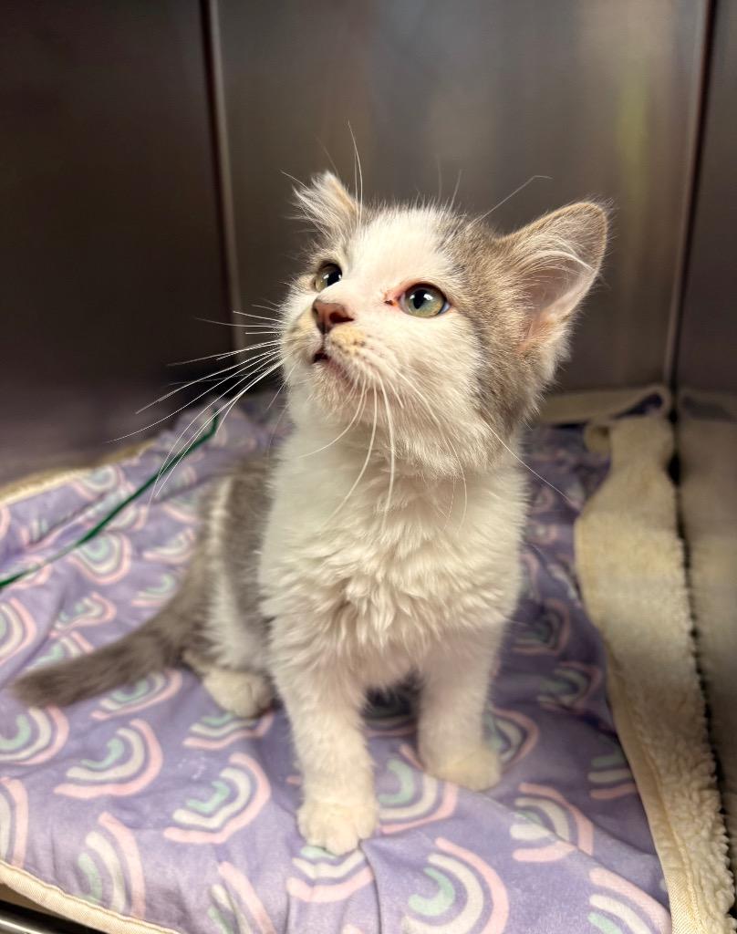 Karl, Adoptable, Kitten Male Domestic Long Hair.