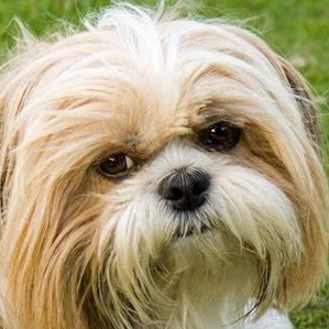 Enlarge Maxie- PROD TEST- NOT ADOPTABLE, a Adoptable mixed breed in St. Louis, MO image 1/6