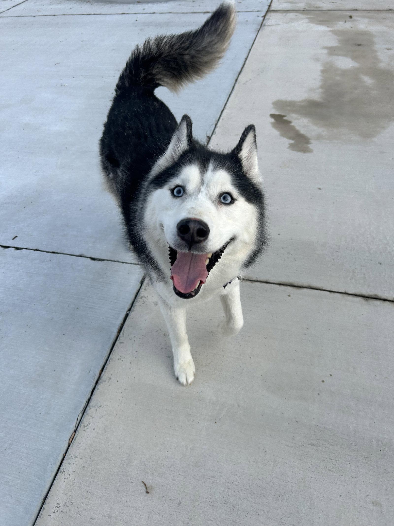 Keya, Adoptable, Adult Female Husky.