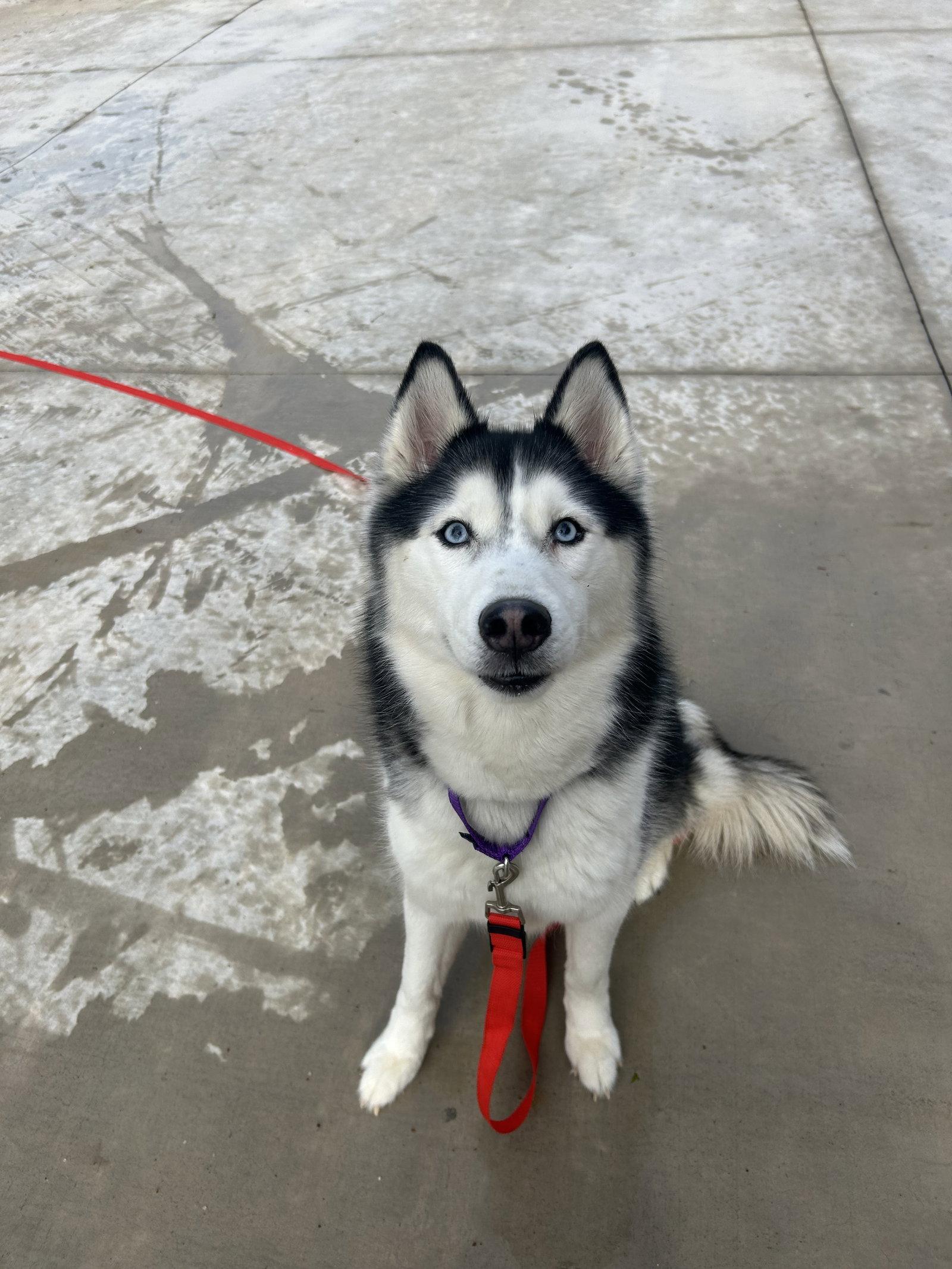 Enlarge Keya, a Adoptable Husky in Lancaster, PA image 2/2