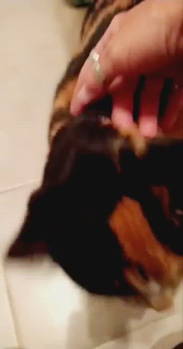 Enlarge Emma, a Adopted Domestic Short Hair in Montreal, QC video 4/7