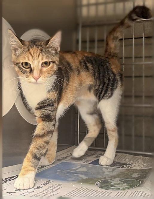 TANGIE, Adoptable, Young Female Tiger.