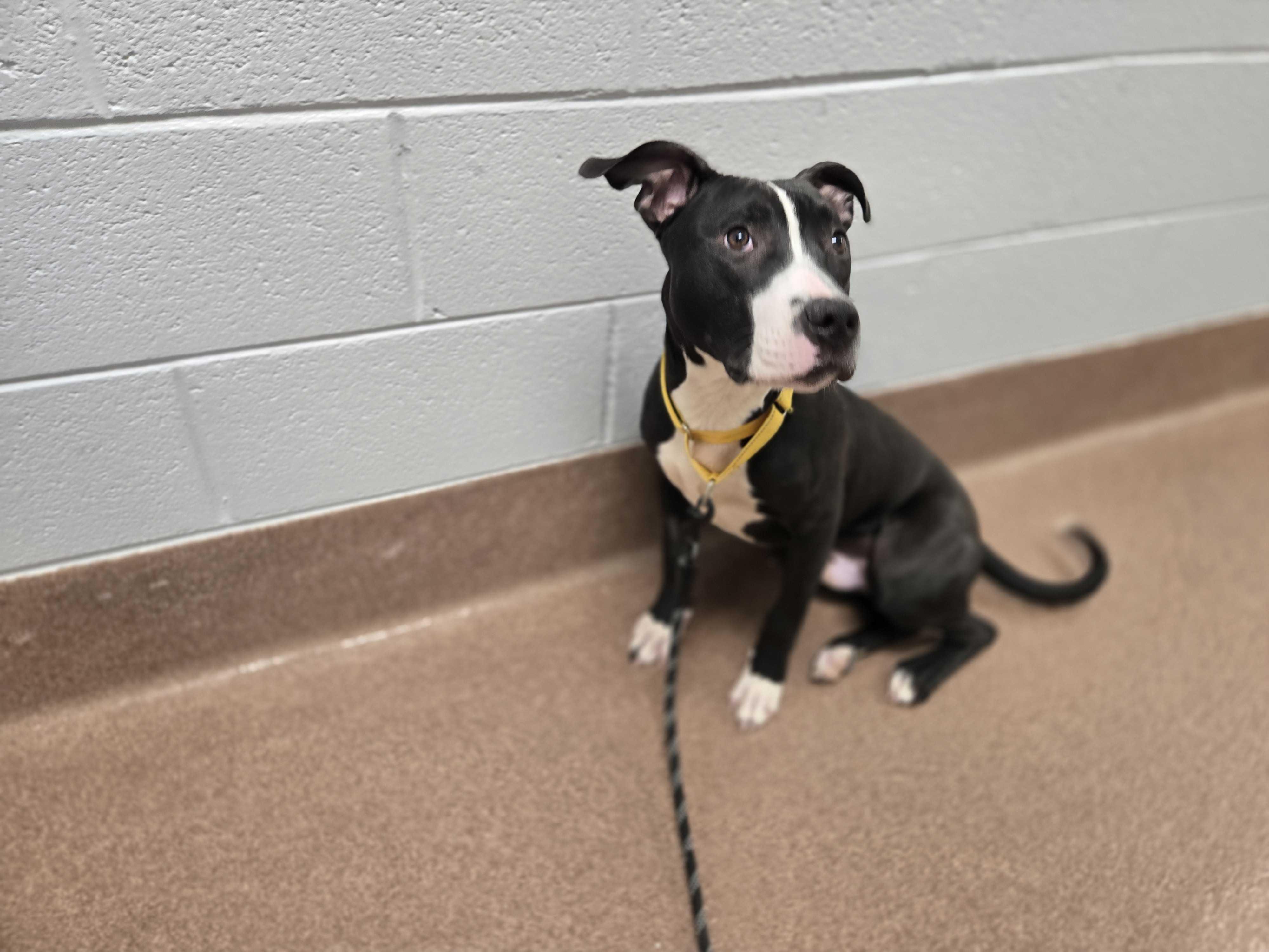 Enlarge Toad , a ADOPTABLE mixed breed in Maidens, VA image 3/6