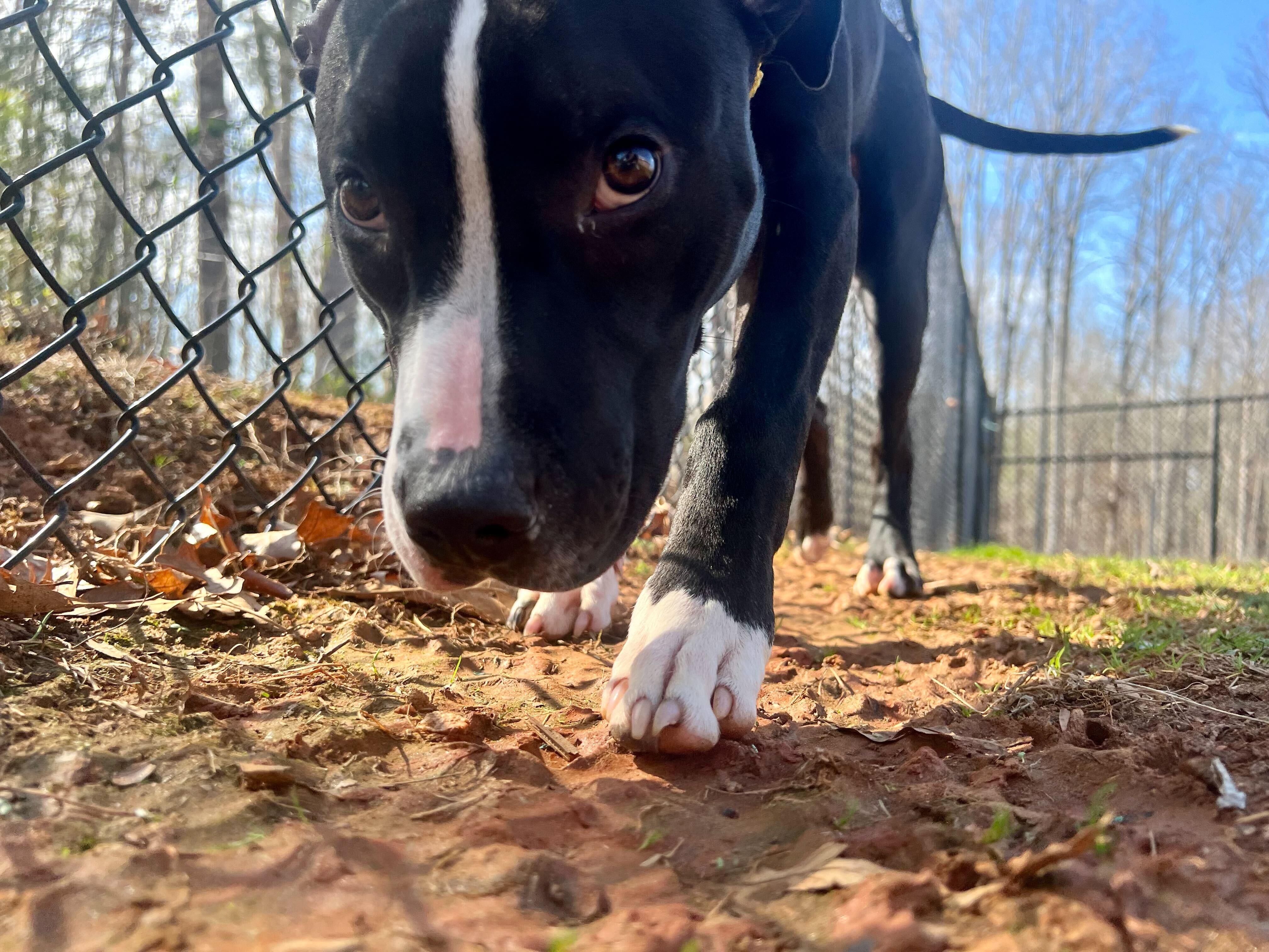 Enlarge Toad , a ADOPTABLE mixed breed in Maidens, VA image 4/6
