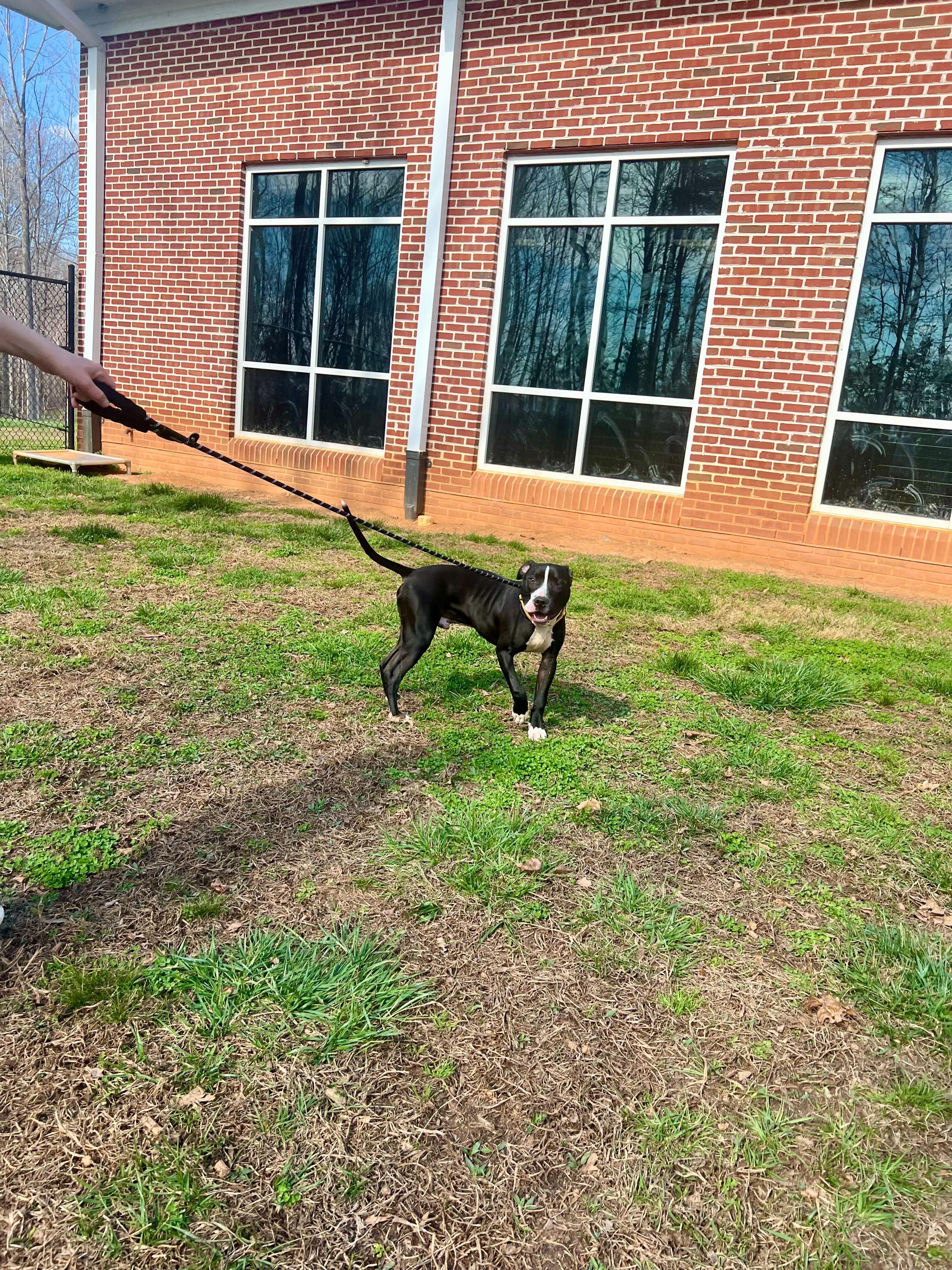 Enlarge Toad , a ADOPTABLE mixed breed in Maidens, VA image 5/6