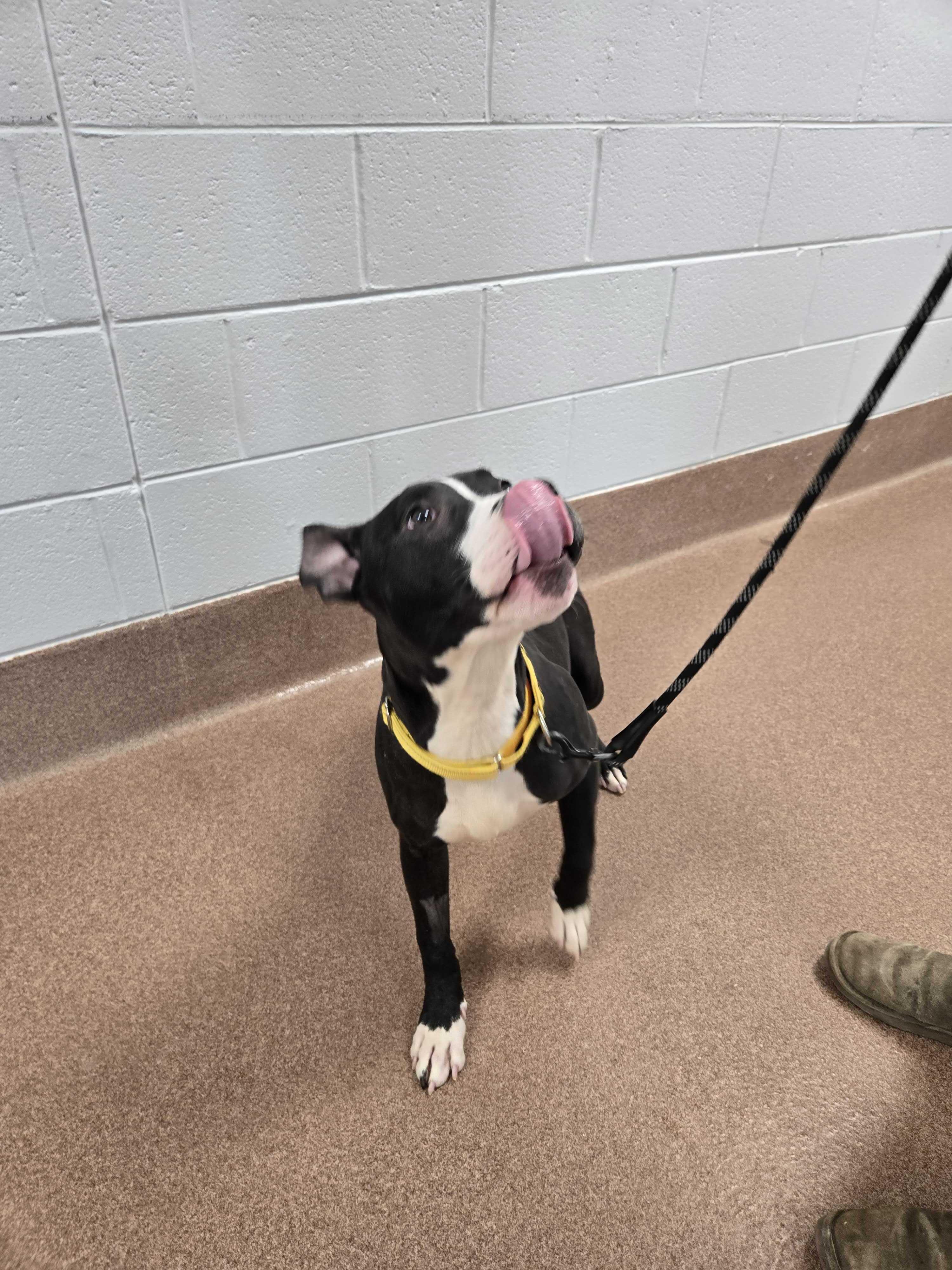 Enlarge Toad , a ADOPTABLE mixed breed in Maidens, VA image 2/6