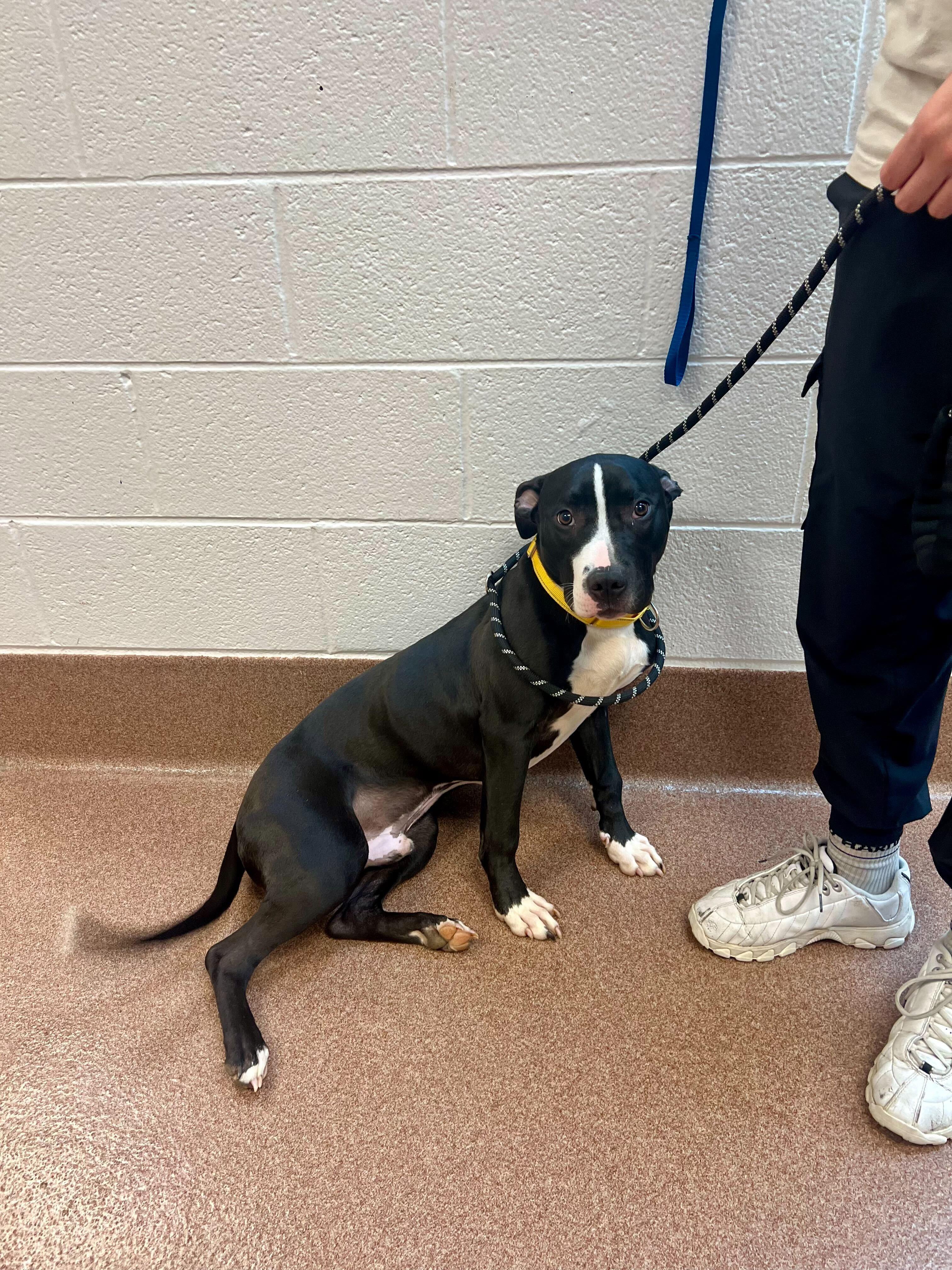 Enlarge Toad , a ADOPTABLE mixed breed in Maidens, VA image 6/6
