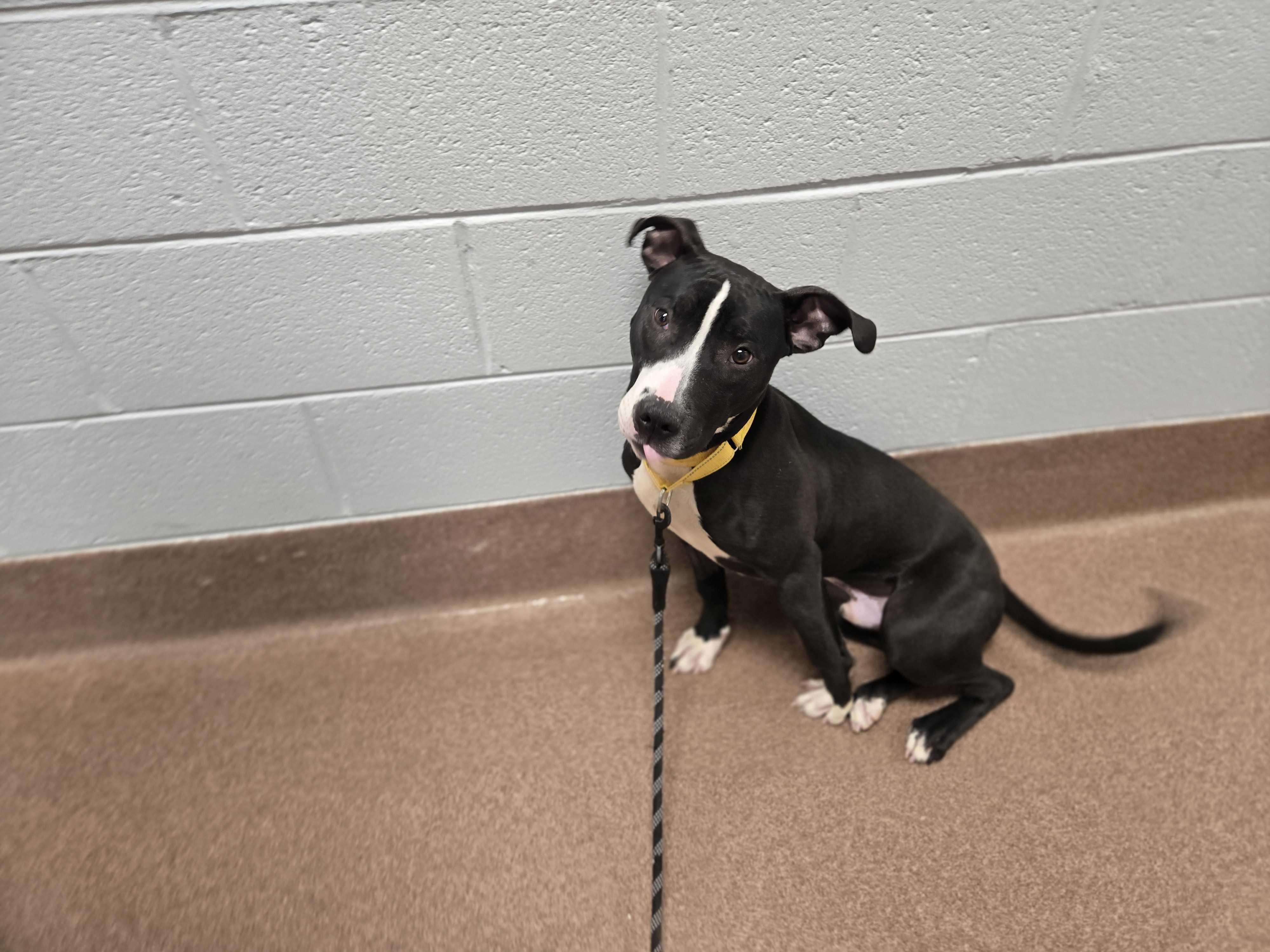 Toad , ADOPTABLE, Young Male Bull Terrier.