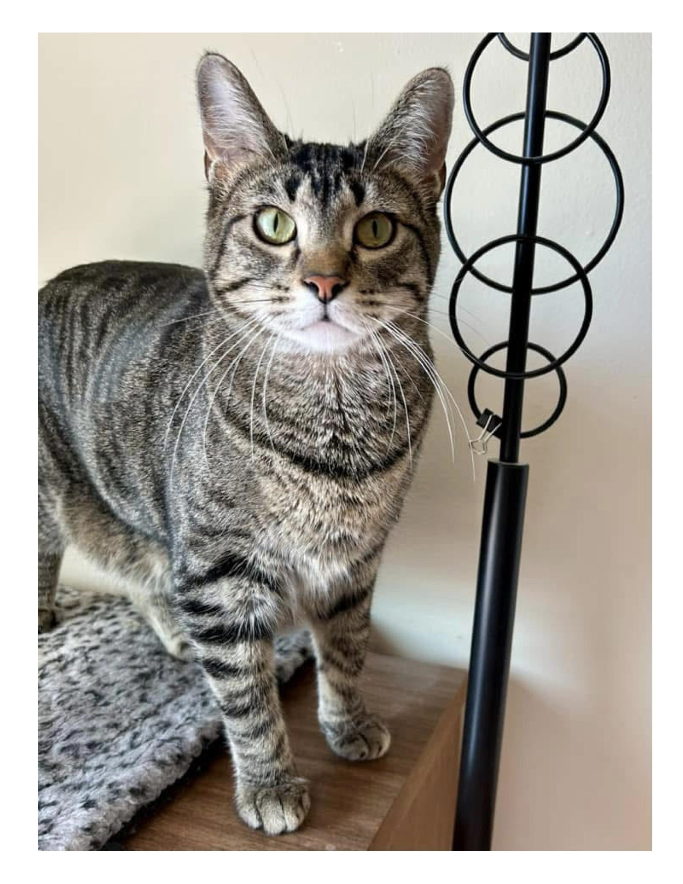 Jumble, Adoptable, Adult Male Domestic Short Hair.