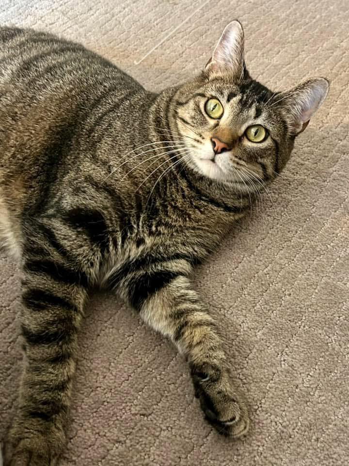 Enlarge Jumble, a Adoptable Domestic Short Hair in Decatur, IL image 6/6