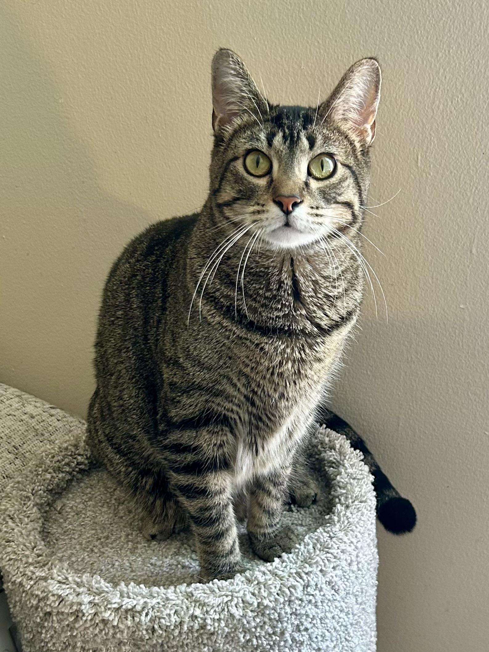 Enlarge Jumble, a Adoptable Domestic Short Hair in Decatur, IL image 3/6