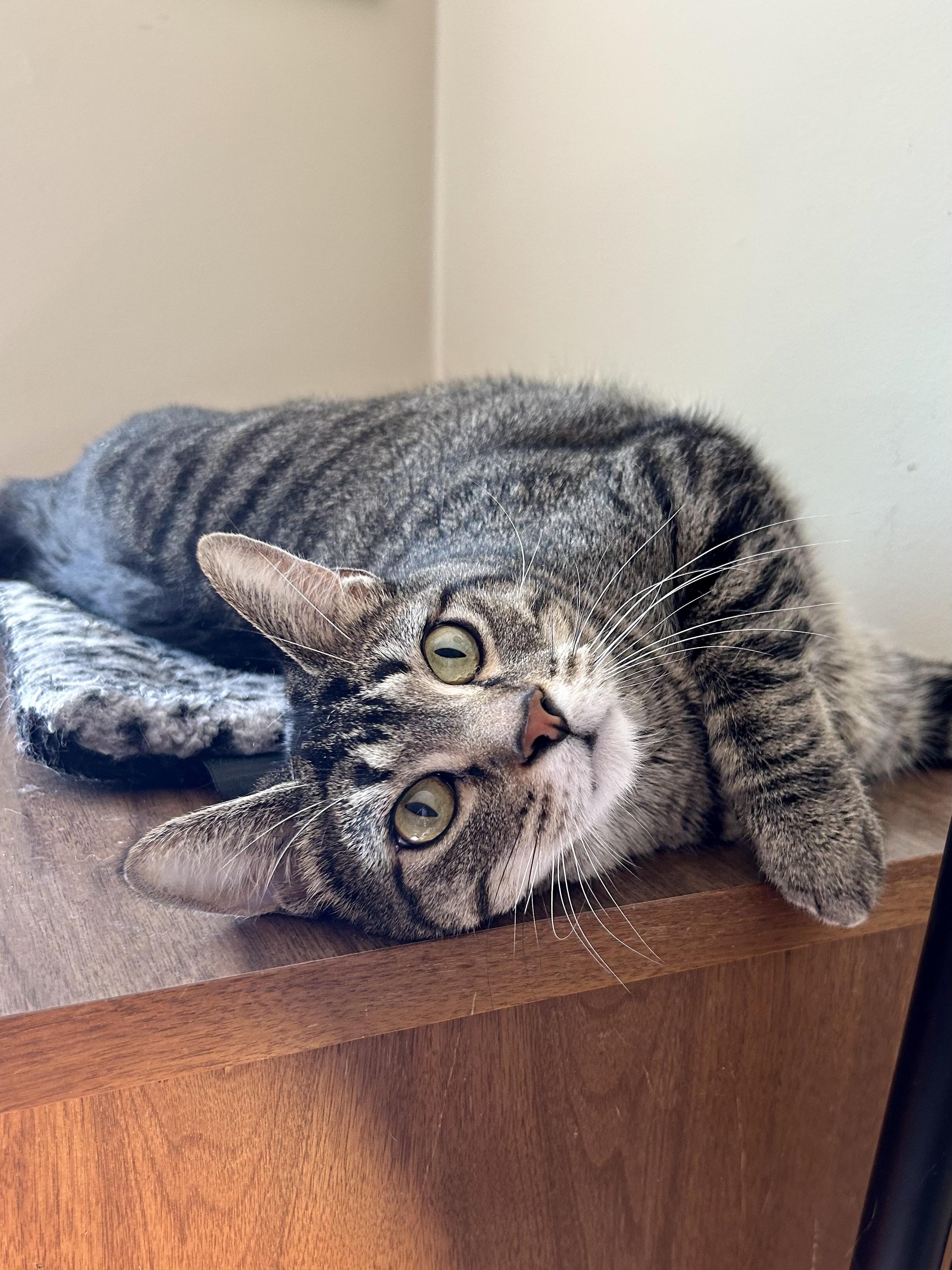 Enlarge Jumble, a Adoptable Domestic Short Hair in Decatur, IL image 4/6