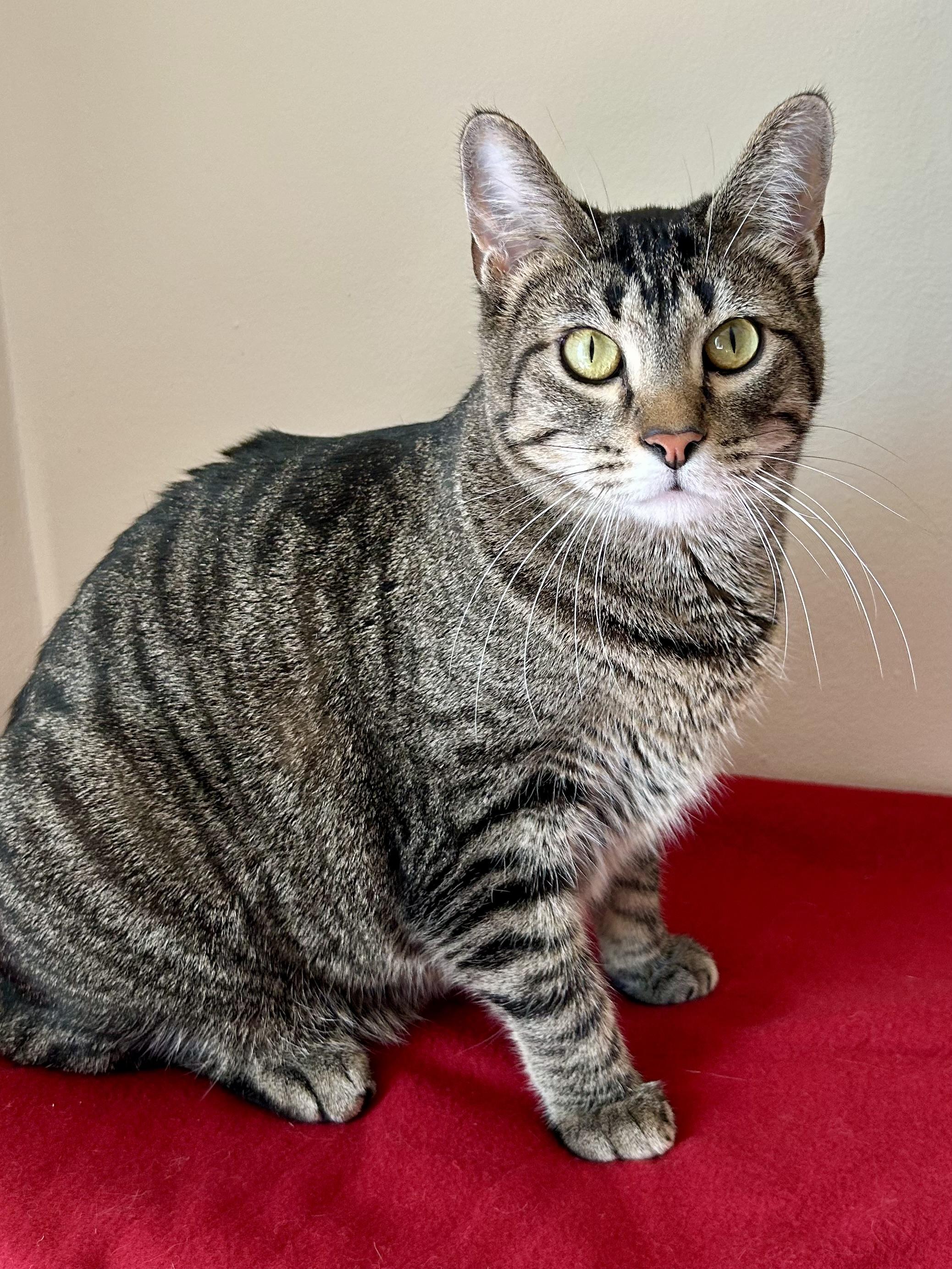 Enlarge Jumble, a Adoptable Domestic Short Hair in Decatur, IL image 2/6